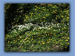 Wood Anenome and Lesser Celendine, 4th April 2020.jpg